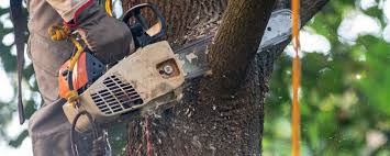 How Our Tree Care Process Works  in  Blaine, MN