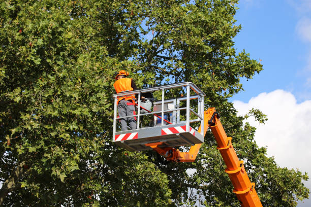 Best Tree Preservation Services  in Blaine, MN