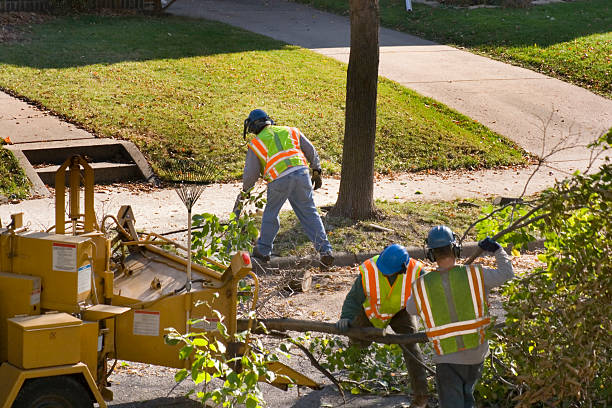 Best Lawn Renovation and Restoration  in Blaine, MN