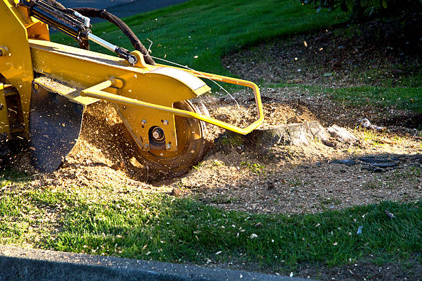 Best Tree Fertilization  in Blaine, MN